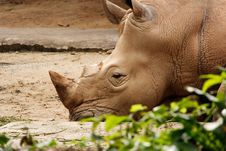 White Rhinoceros Resting On The Ground. Royalty Free Stock Images