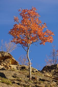 Young Tree In Autumn Stock Image