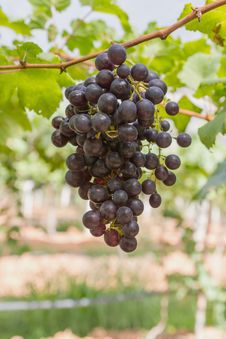 Red Grapes On The Vine Royalty Free Stock Images