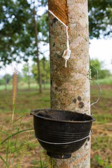 Tapping Latex From Rubber Tree Royalty Free Stock Image Tapping Latex From Rubber Tree Royalty Free Stock Image