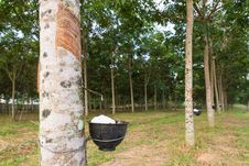 Tapping Latex From Rubber Tree Stock Photos Tapping Latex From Rubber Tree Stock Photos
