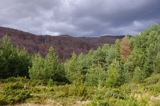 Autumn Forest Before The Storm Royalty Free Stock Photos Autumn Forest Before The Storm Royalty Free Stock Photos