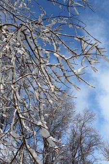 Tree Branches Coverd In Heavy Snow Stock Photos