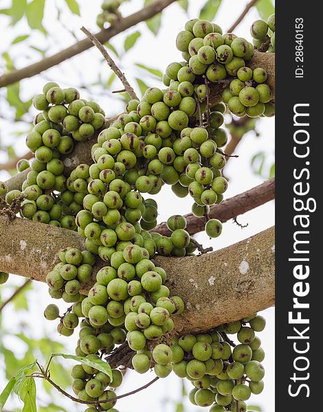 Green Fig fruit on  tree  in Thailand