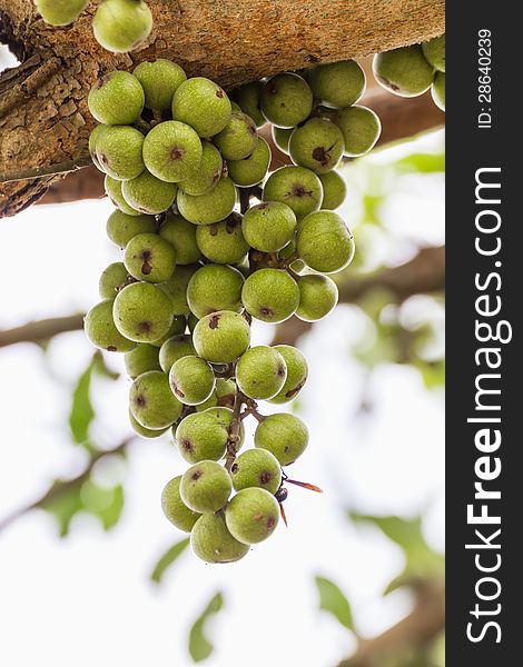 Green Fig fruit on  tree  in Thailand