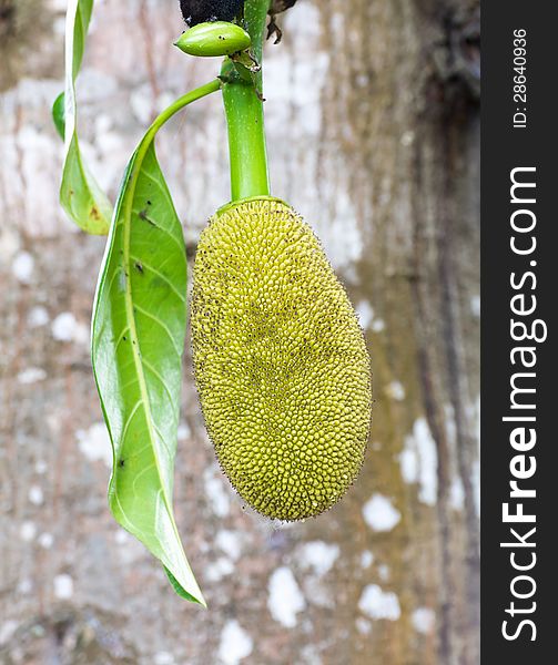 Jackfruit hanging on the tree in Thailand