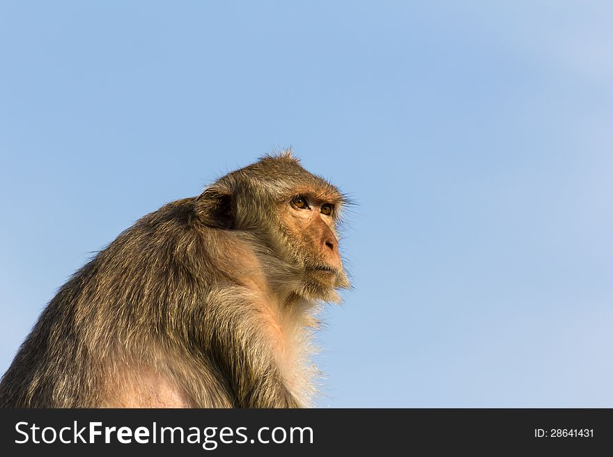 Macaque monkey portrait in Thailand. Macaque monkey portrait in Thailand