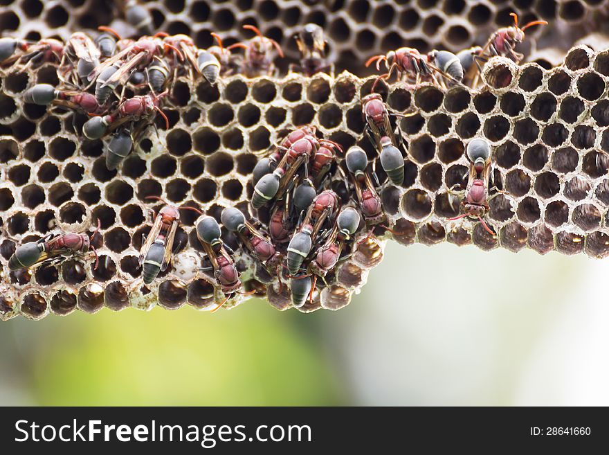 Nest of Hornet. Larvae and adults in the nest axis on tree.