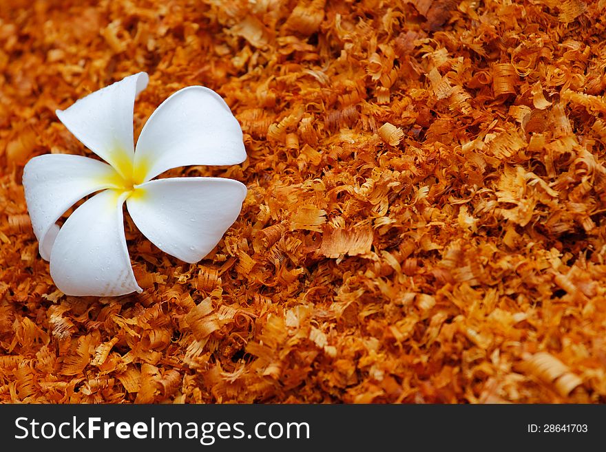 White Flower On The Sawdust