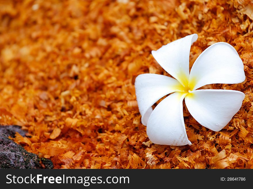 Beautiful white flower (Frangipani) contrasted on the orange sawdust. Beautiful white flower (Frangipani) contrasted on the orange sawdust.