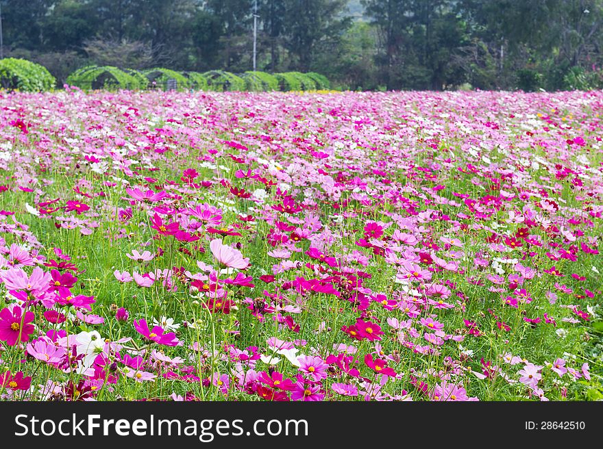 Field of pink cosmos flowers in Thailand