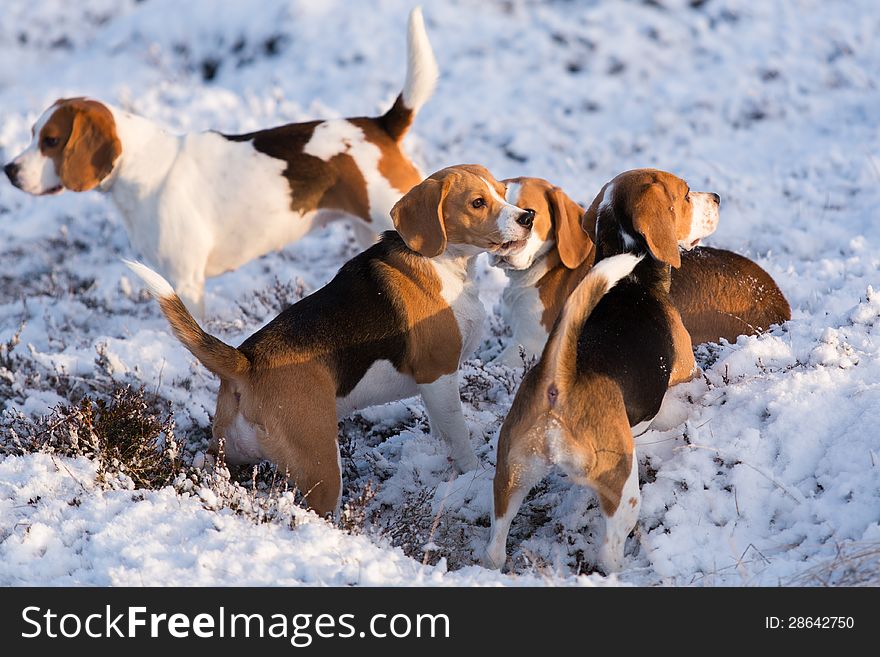 A group of Beagles