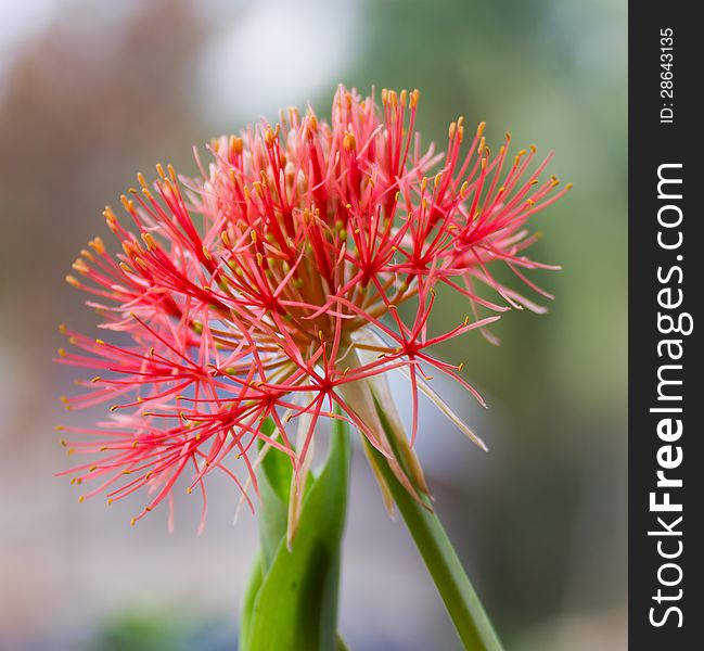 Powder puff lily or Haemanthus multiflorus (Tratt.) Martyn or blood lily bulb