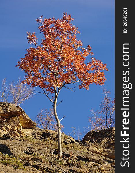 Young tree in autumn on rocky downhill, Bulgaria