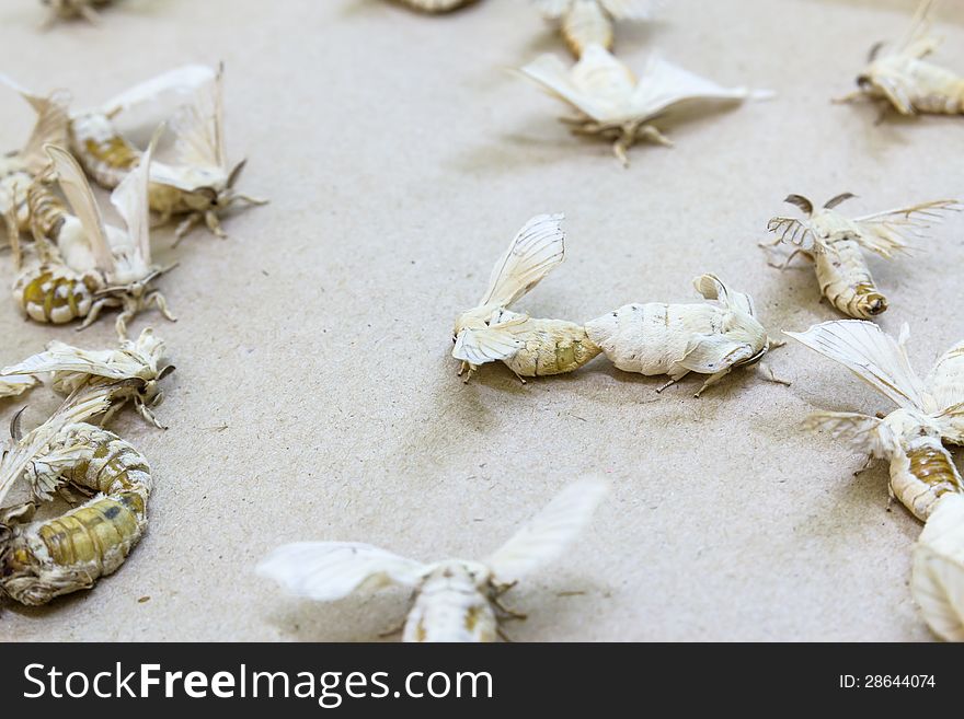 Silkworm butterflies mating for hybridize over brown paper