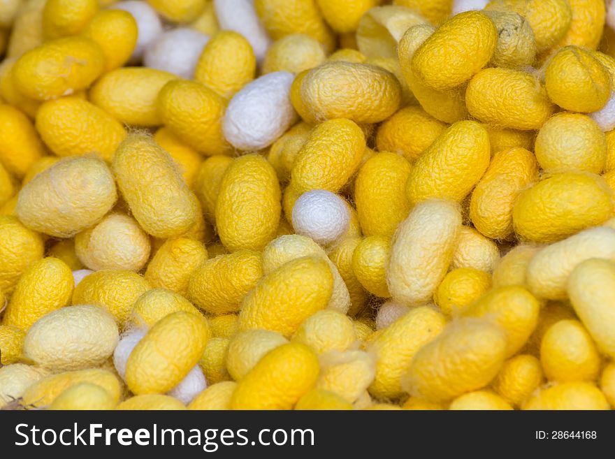 Group of silkworm cocoons nests.Bombycidae is a family of moths