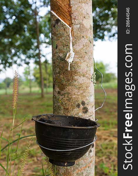 Close up of tapping latex from rubber tree in Thailand