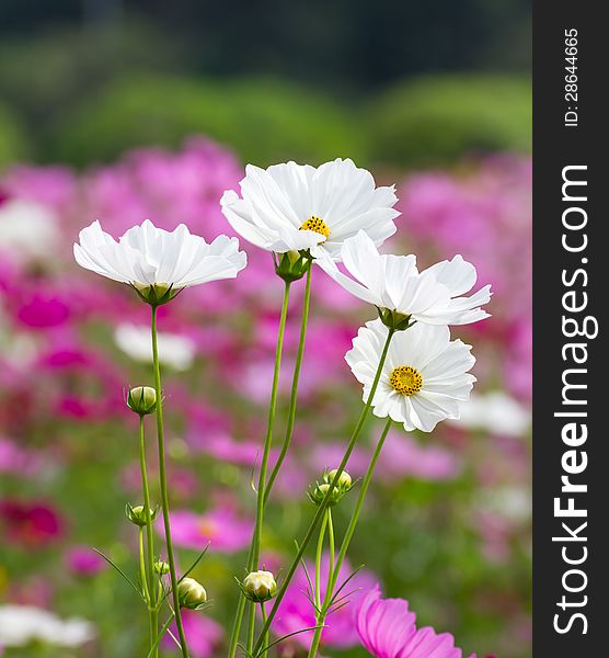 Field of White and Pink cosmos flowers  in Thailand. Field of White and Pink cosmos flowers  in Thailand