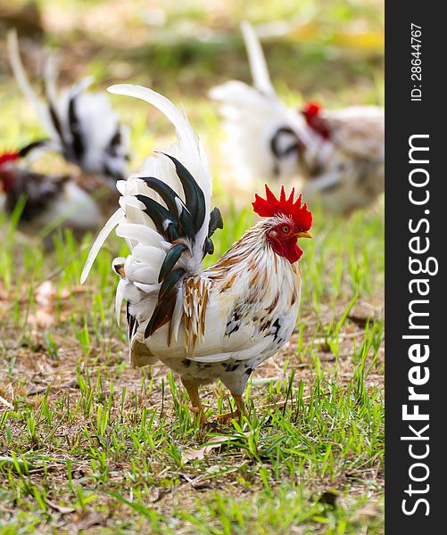 White Bantam  on grass in Countryside from thailand