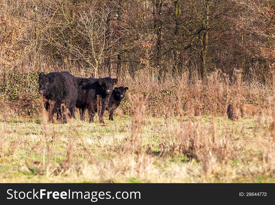 Galloways coming uit of the forest