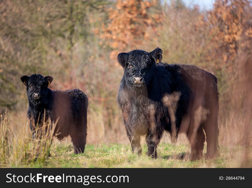 Galloways coming uit of the forest