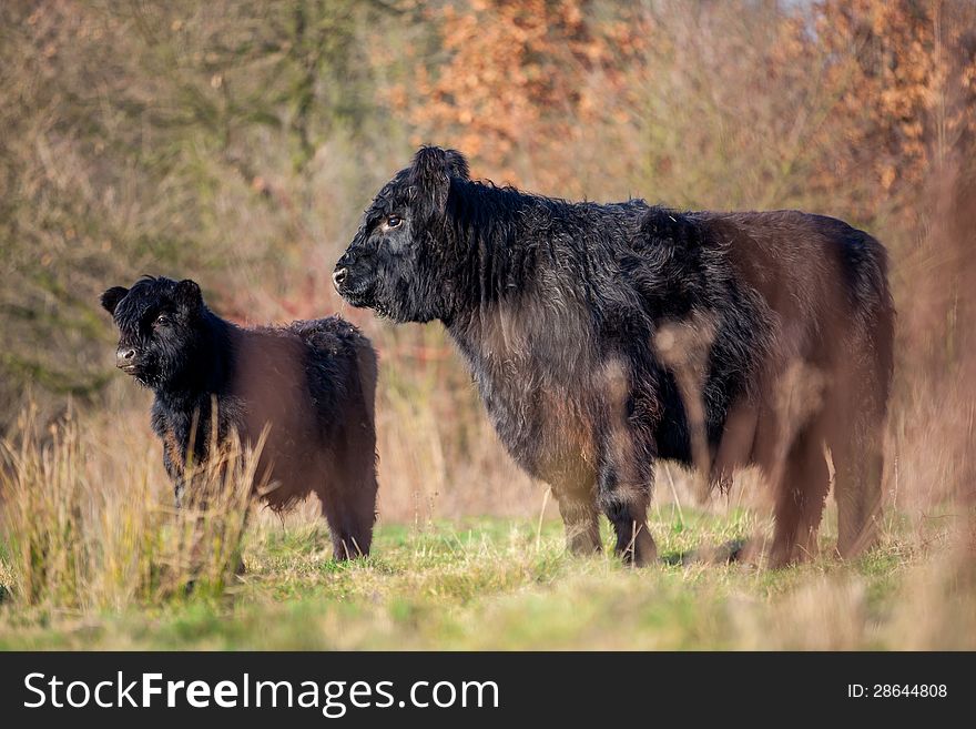 Galloways coming uit of the forest