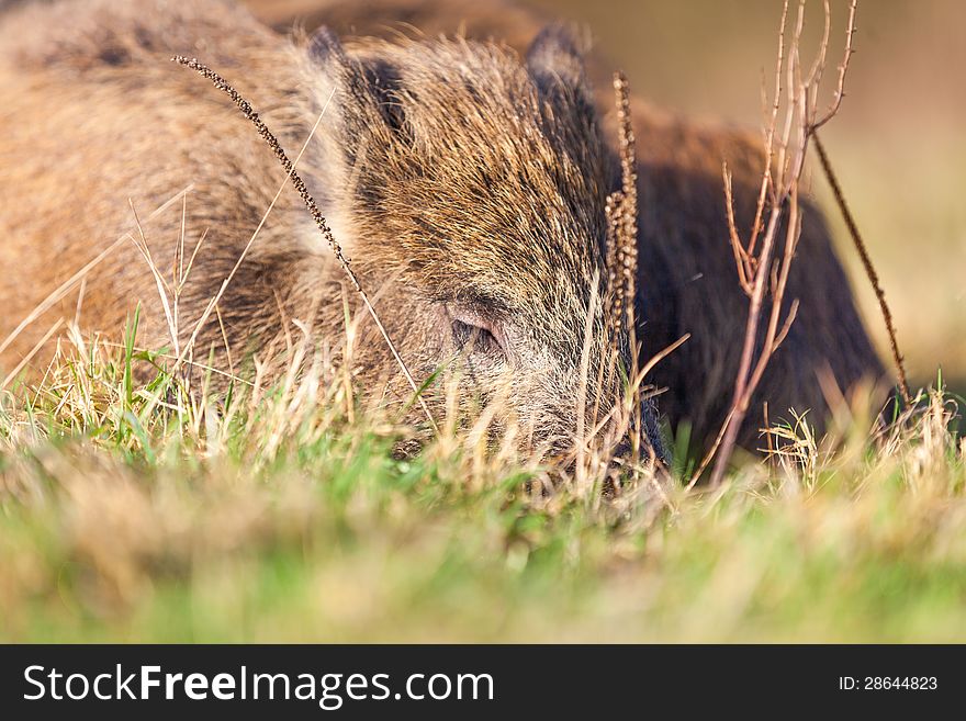 Boar is sleeping in front of the forest