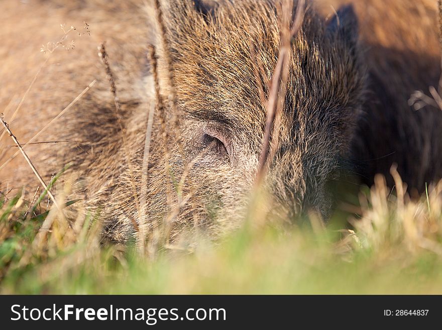 Boar is sleeping in front of the forest