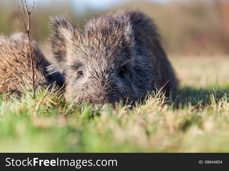 Boar is sleeping in front of the forest