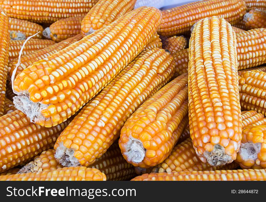 Pile of yellow dried corns  for animal feeding