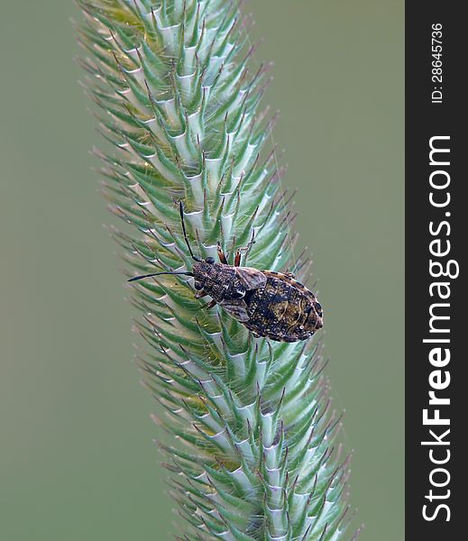 Milkweed bug (Nithecus jacobaeae) on a timothy.