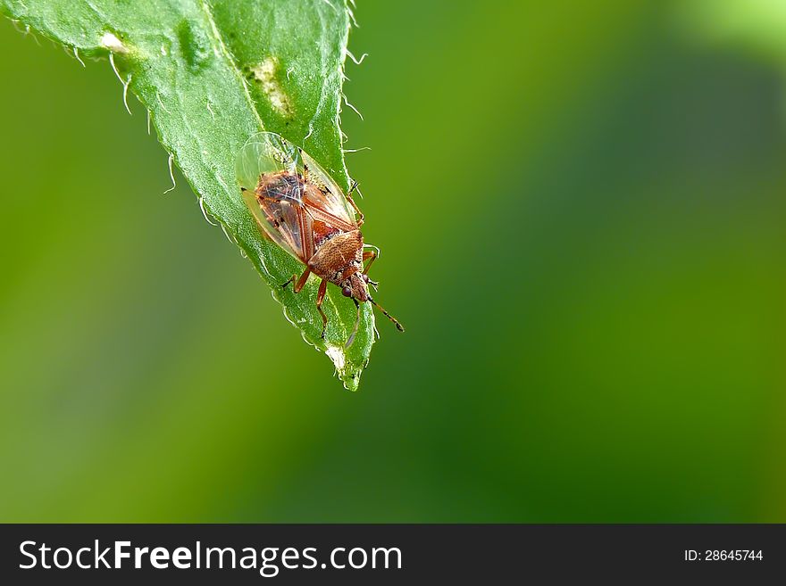 Birch catkin bug (Kleidocerys resedae) on edge of leaf.