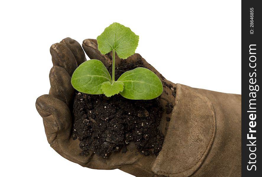 Small Young Plant Cupped In Gloved Hand XXXL Isolated on white.