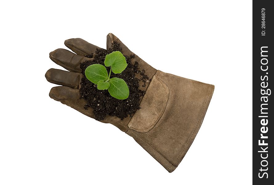 Young Plant and Soil On Work Glove XXXL Isolated On White. Young Plant and Soil On Work Glove XXXL Isolated On White