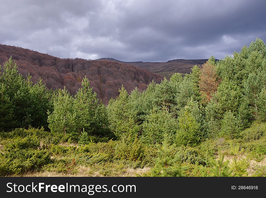 Autumn forest before the storm in mountain