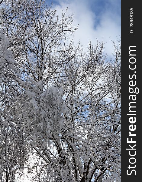 Heavy wet winter snow sticks to the trees above. Heavy wet winter snow sticks to the trees above.