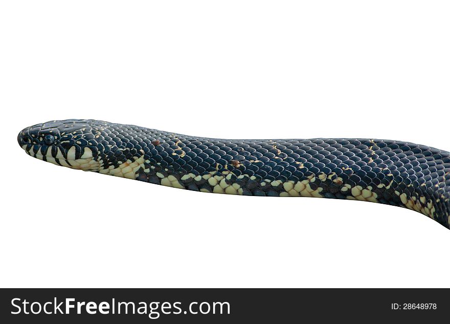 Eastern Black Kingsnake (Lampropeltis getula nigra) on a white background with clipping path