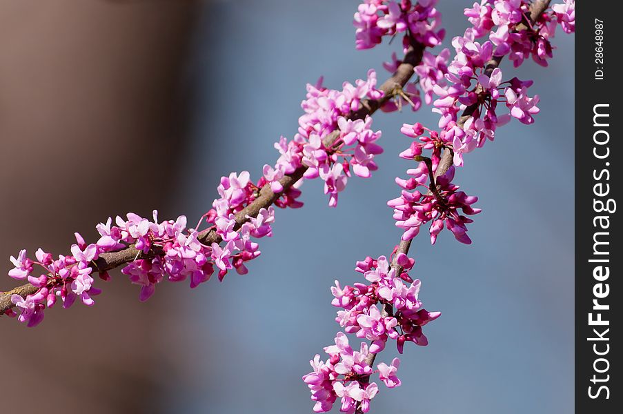 Close-up of blossoms on Eastern Redbud Tree (Cercis canadensis)
