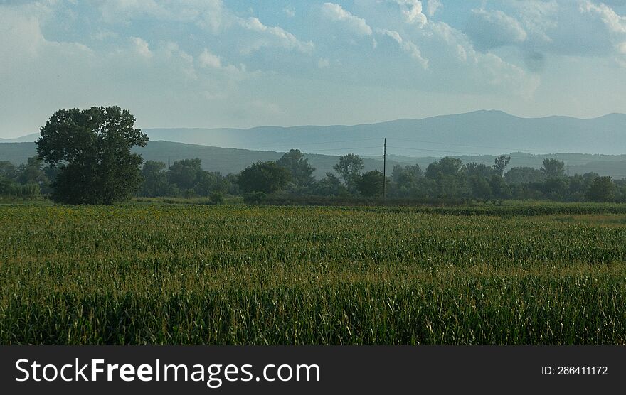 A gloomy twilight landscape of a cornfield, mountains in the distance and clouds overhanging them. Serbia