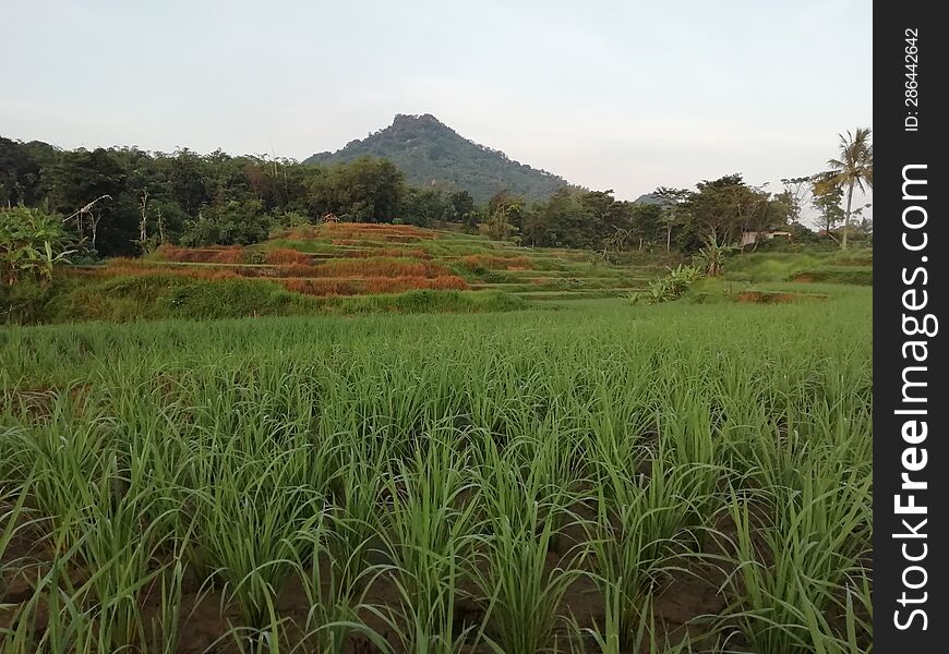 Landscape mountain and rice field