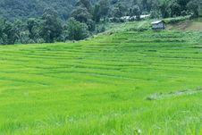 Green Rice Field In Thailand Stock Photo Green Rice Field In Thailand Stock Photo