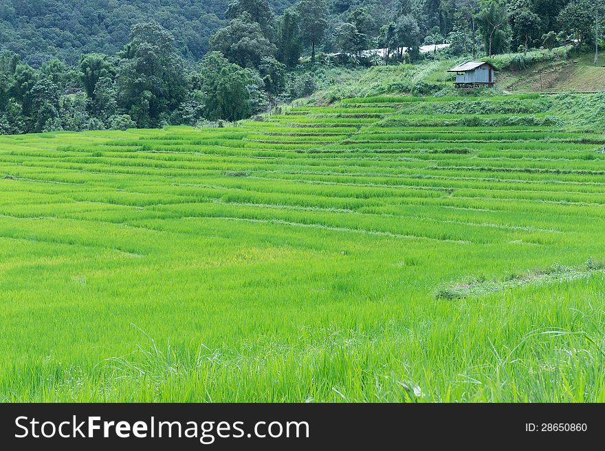 Green rice field in Thailand with a small farmer house