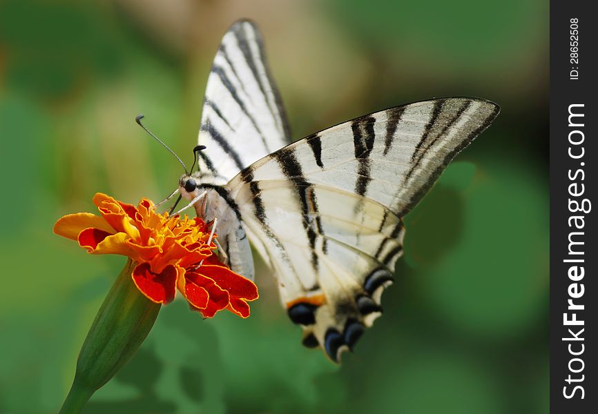 Butterfly podalirius on red flower