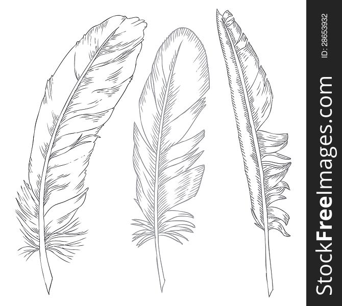 Set of three different feathers on simple white background. Set of three different feathers on simple white background