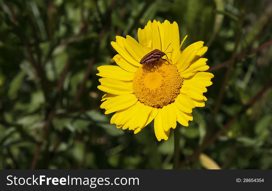Italian Striped-bug Over A Yellow Daisy