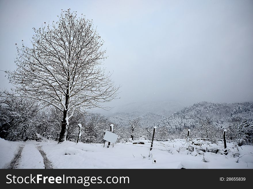 Winter scenery, Snow on trees. Winter scenery, Snow on trees