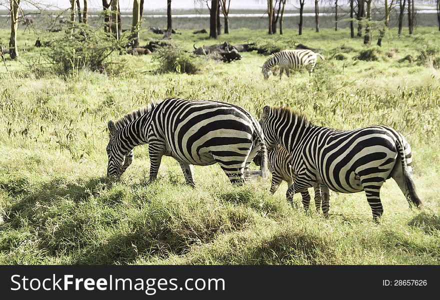 Photo of a young Zebra with mother and father done in nakuru National Park in Kenya. Photo of a young Zebra with mother and father done in nakuru National Park in Kenya