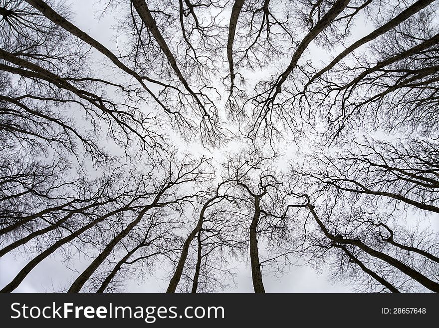 Autumn With Trees View From Above With Blue Sky