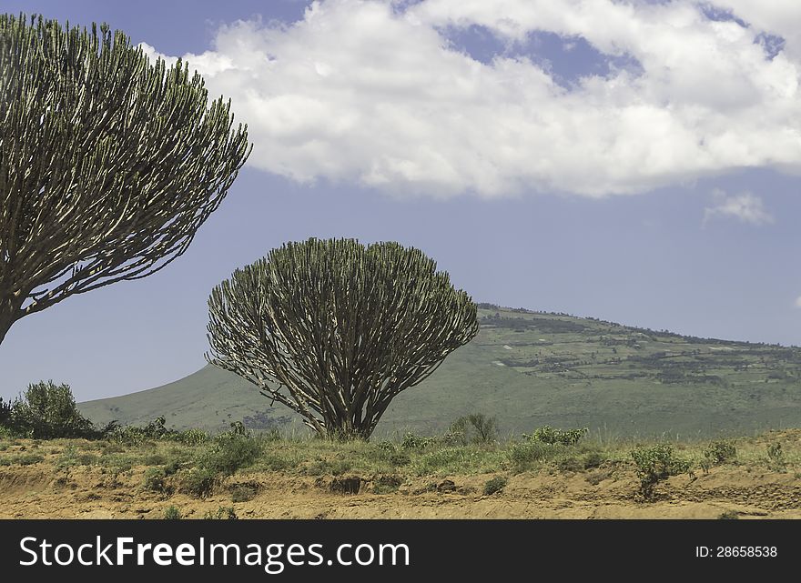 Growing in Africa euphorbia is the size of the tree,photo from Kenya. Growing in Africa euphorbia is the size of the tree,photo from Kenya