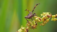 Dock Bug Stock Photos
